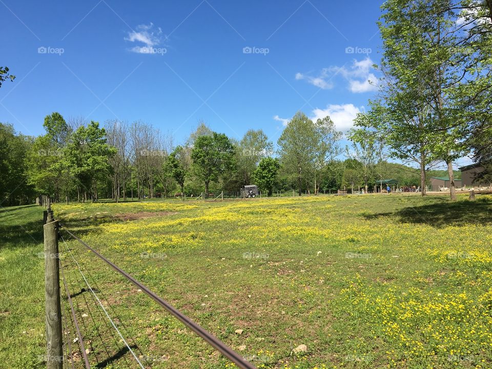 Field with fence and flowers