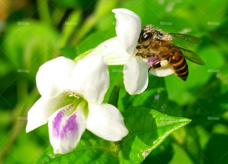 A female bee collecting nectars in asystasia flower.