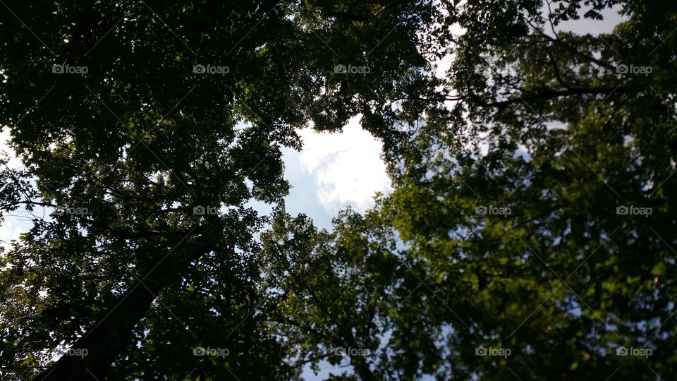 trees. a hole true the trees