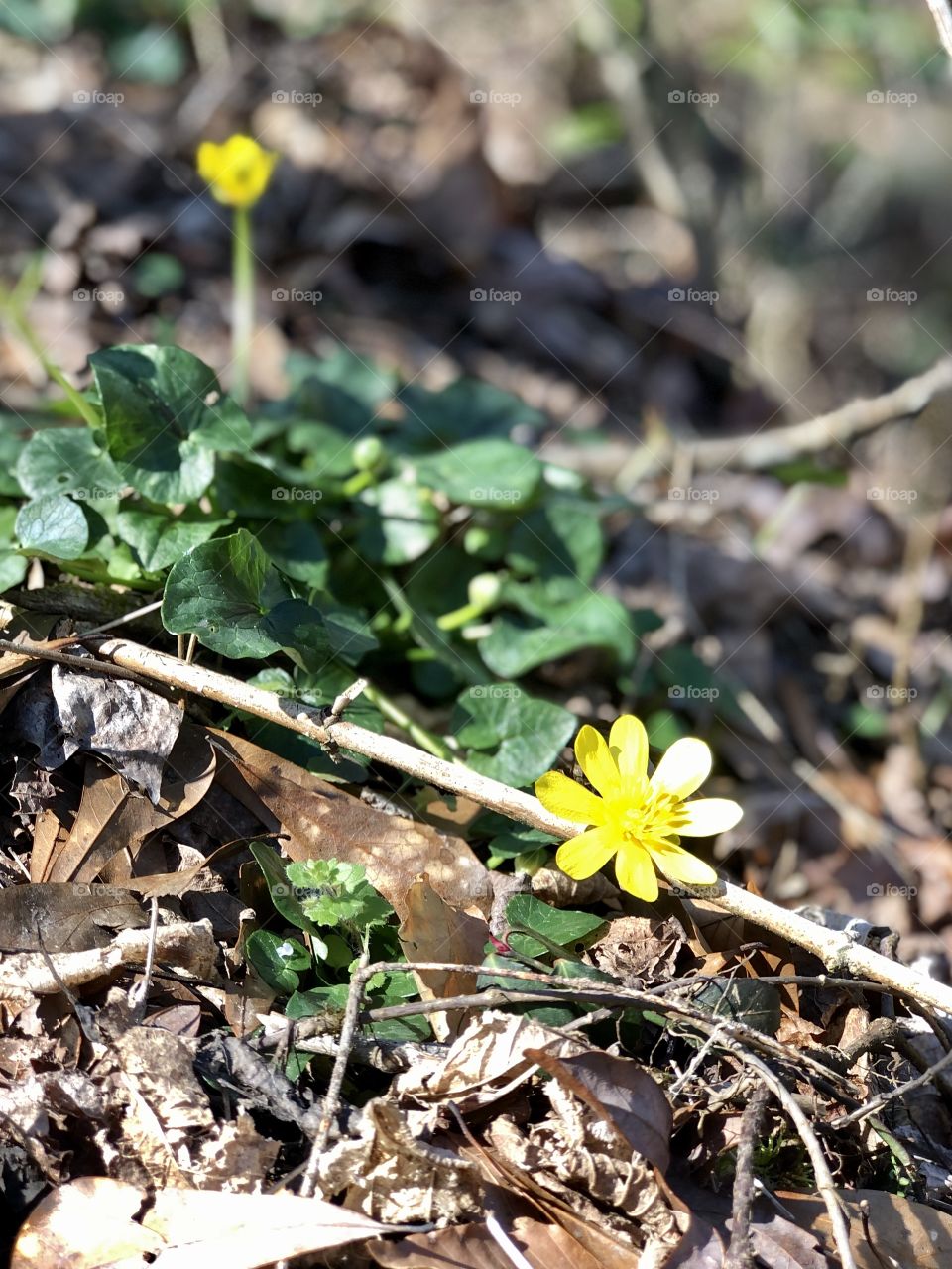 Closeup of yellow wildflower 