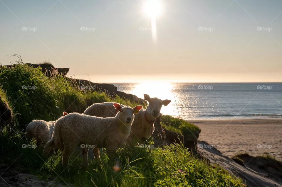 Two sheep caught off guard!