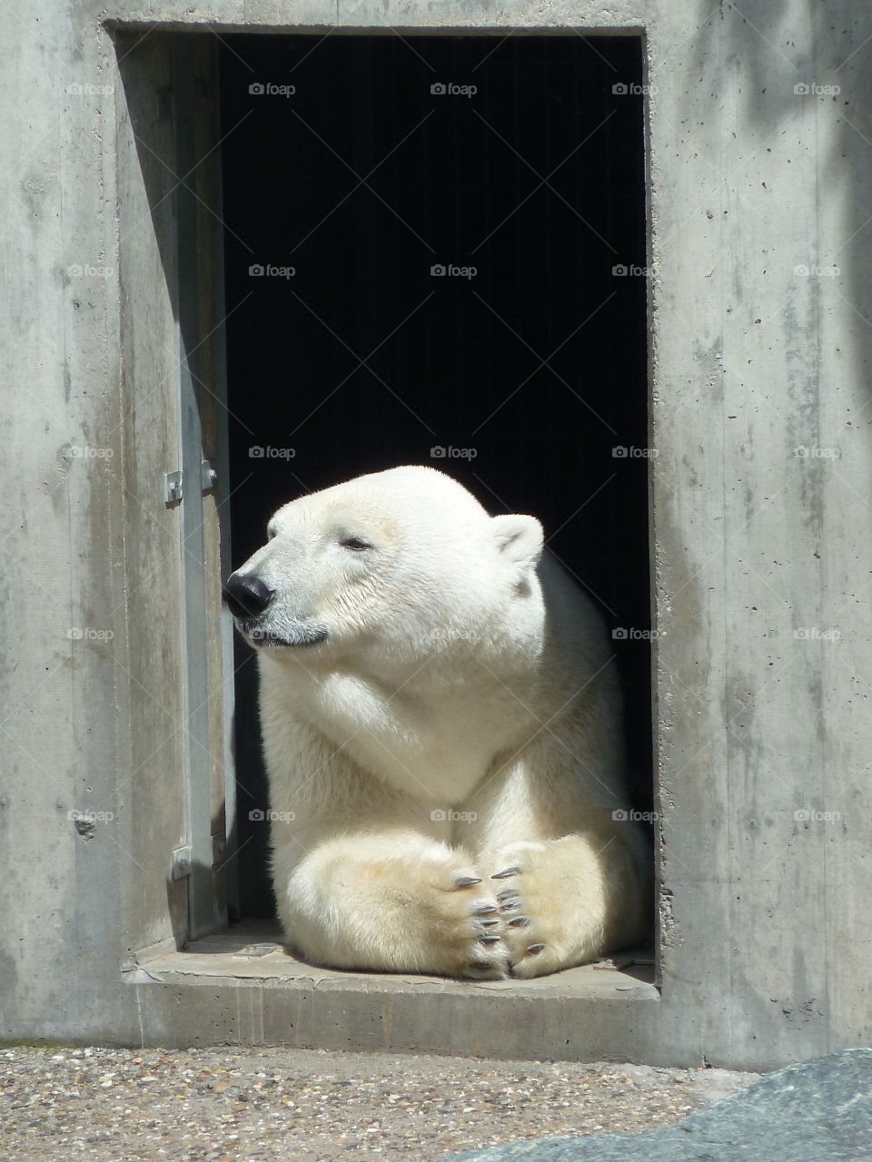 Relaxed ice bear 