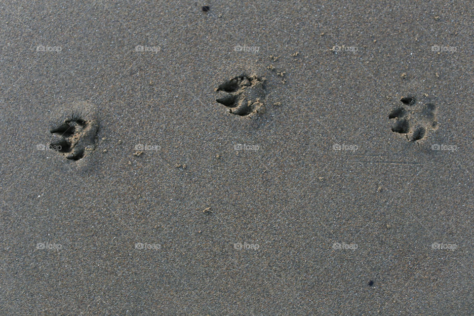 Cute little pawprints on the sand