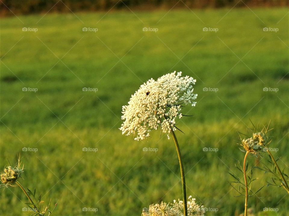 Queen Ann's lace is a late summer early fall blossom often used by insects for hibernation.