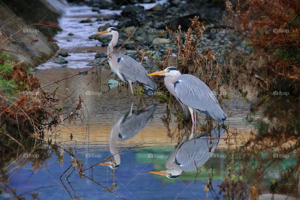 Airone cenerino, Ardea cinerea, Grey heron