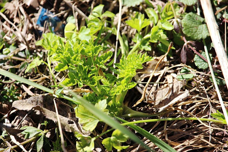 Homegrown parsley 