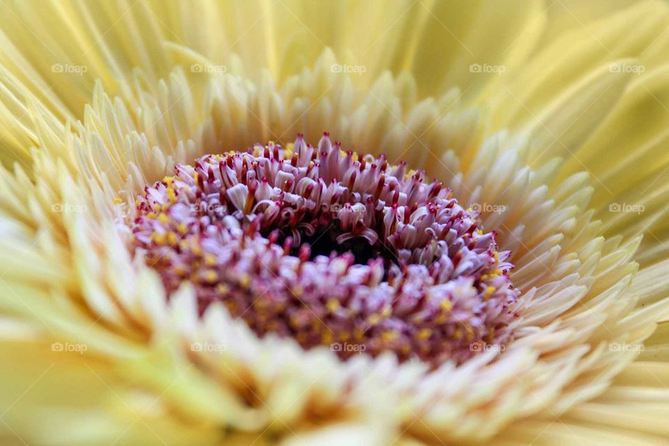 Flower macro