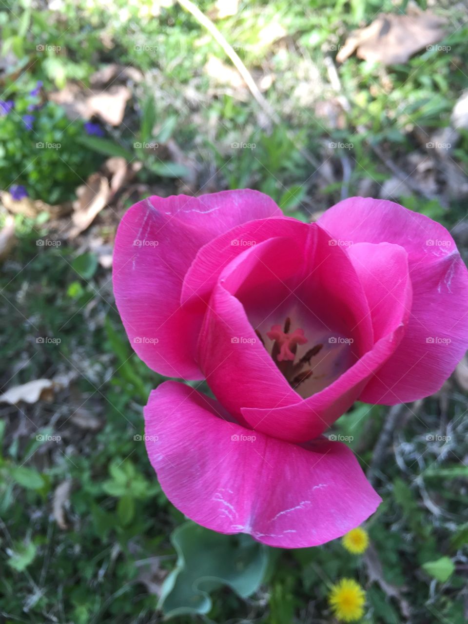 Pink. Tulip