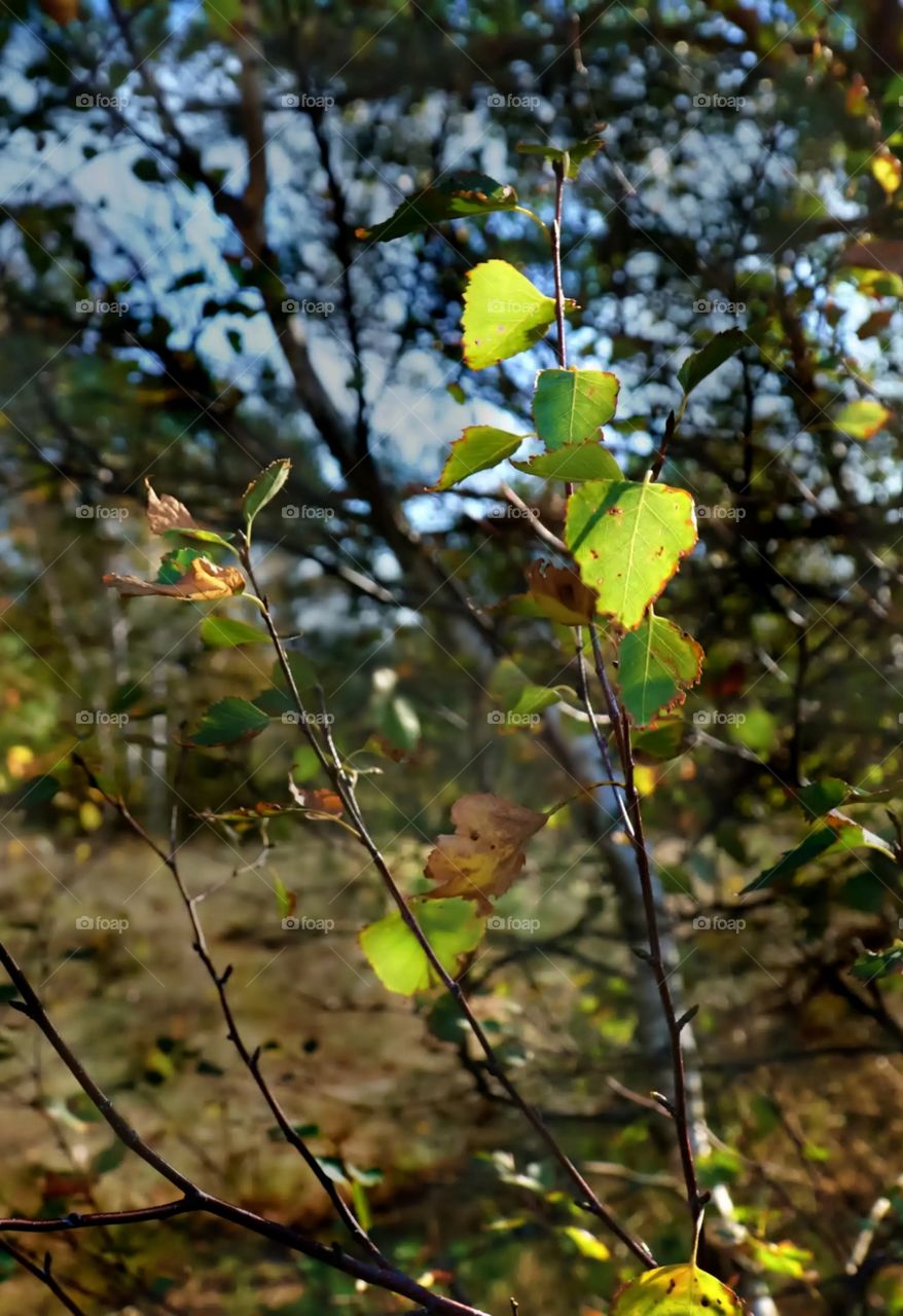 autumn colors