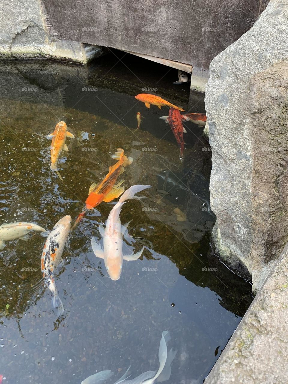 Koi fish pond 