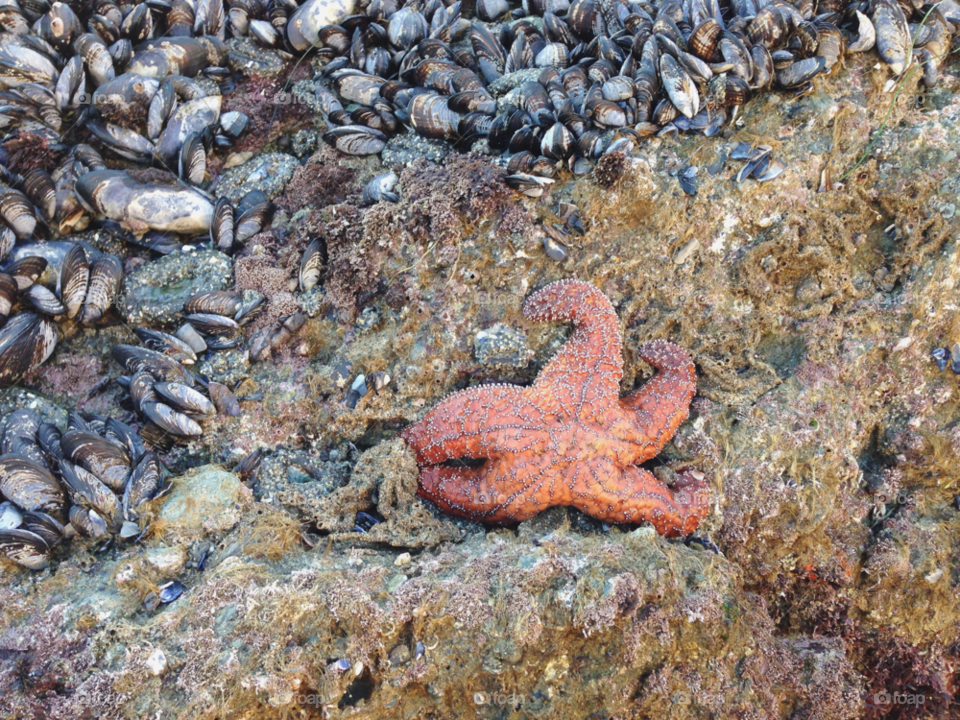 ocean starfish mussels sea star by irinabond