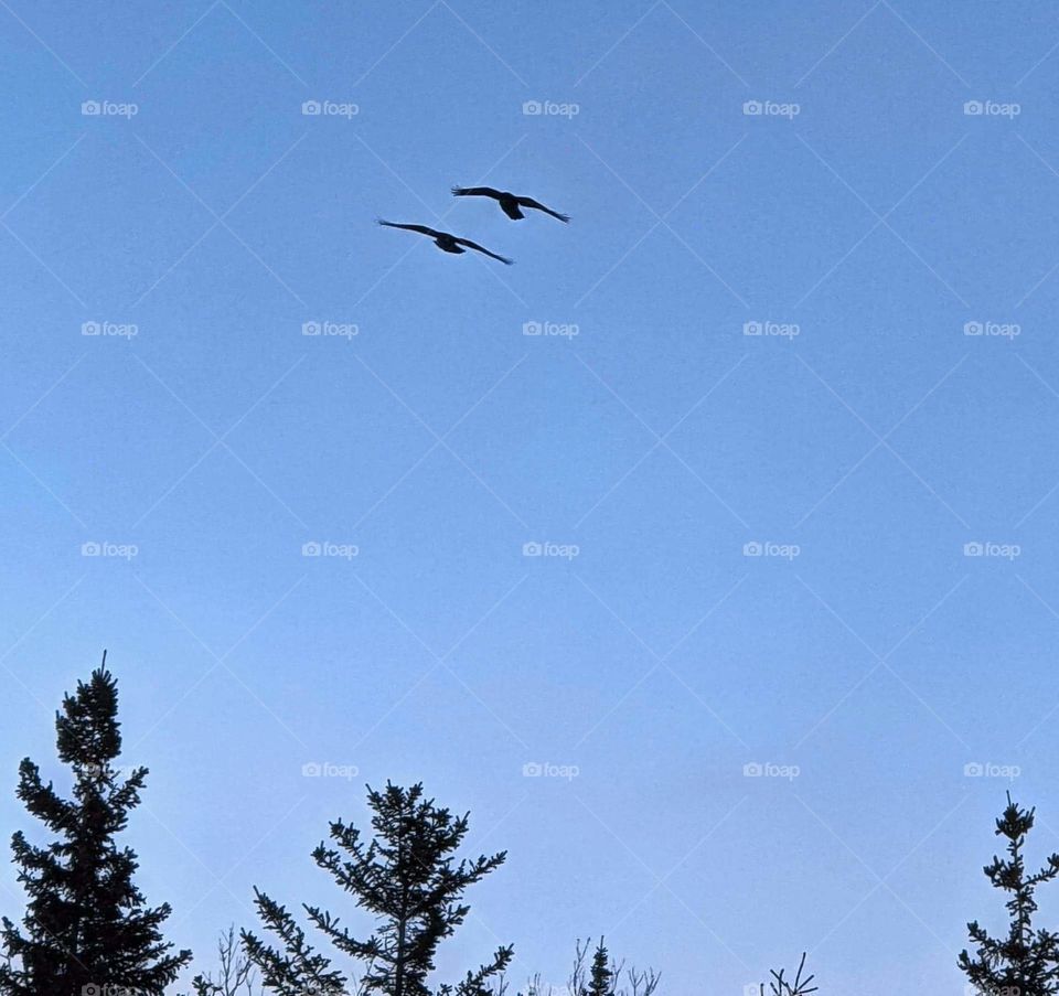 Two Ravens flying together