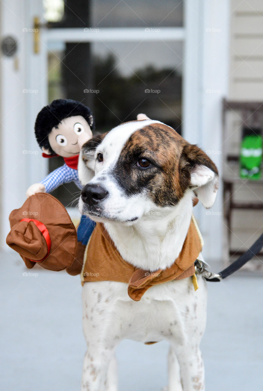 Mixed breed dog wearing a Halloween costume