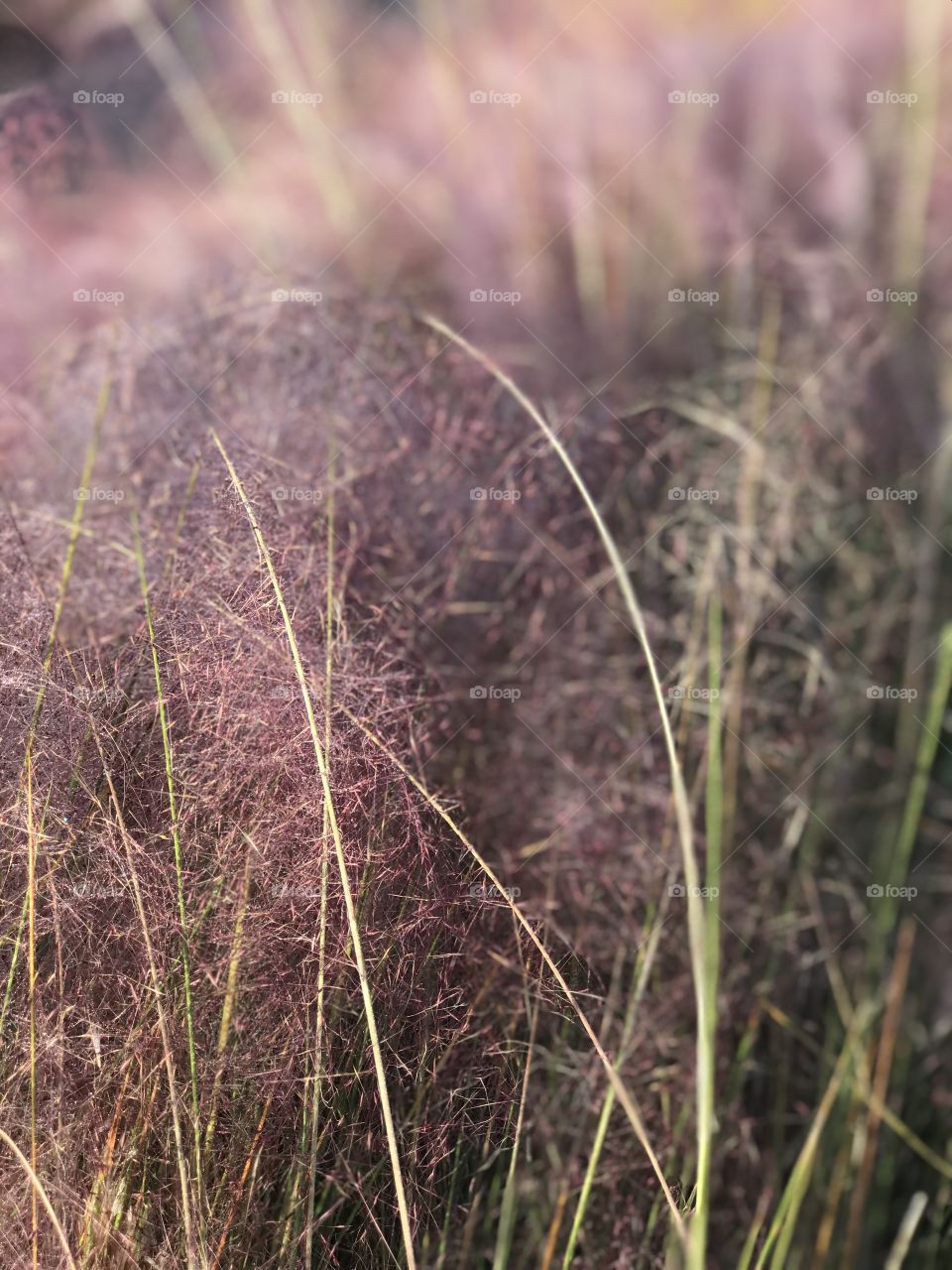 Florida, odnalrO ni detacol tneduts FCU nA  .asleS yb kcilC Follow me @Selsa.Notes, @Selsa.Clicks, and @Selsa.Notes #Selsa 
#Cottoncandy  #pampamgrass  Over 40 photos in the photo album. 
