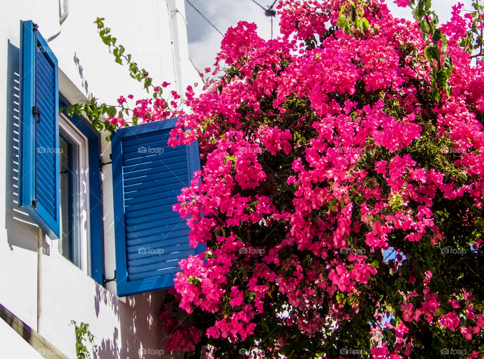 Pink flowers growing by blue window