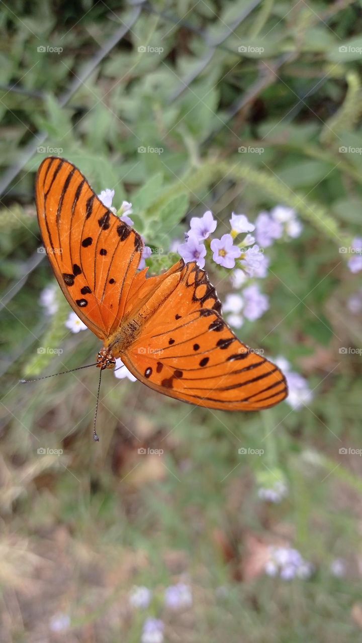 Butterflies are beautiful - Las mariposas son lindas