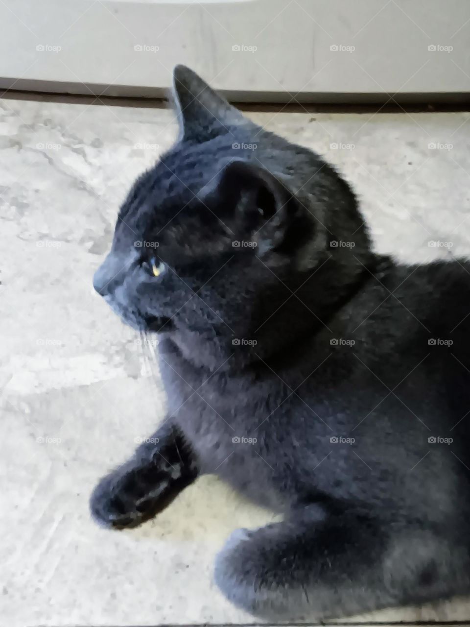 blue Russian cat watching outside