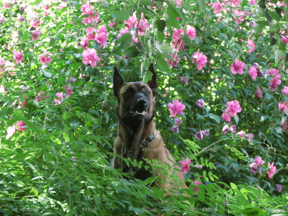 A German shepherd stops to smell the flowers.