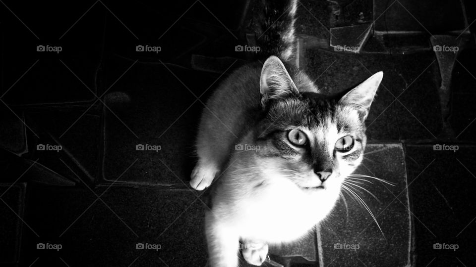 Olha o gatinho em preto e branco.