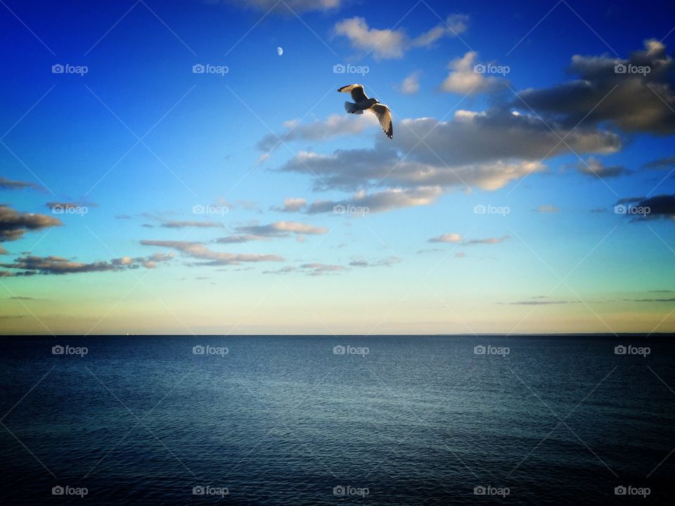 Seagull flying over the water