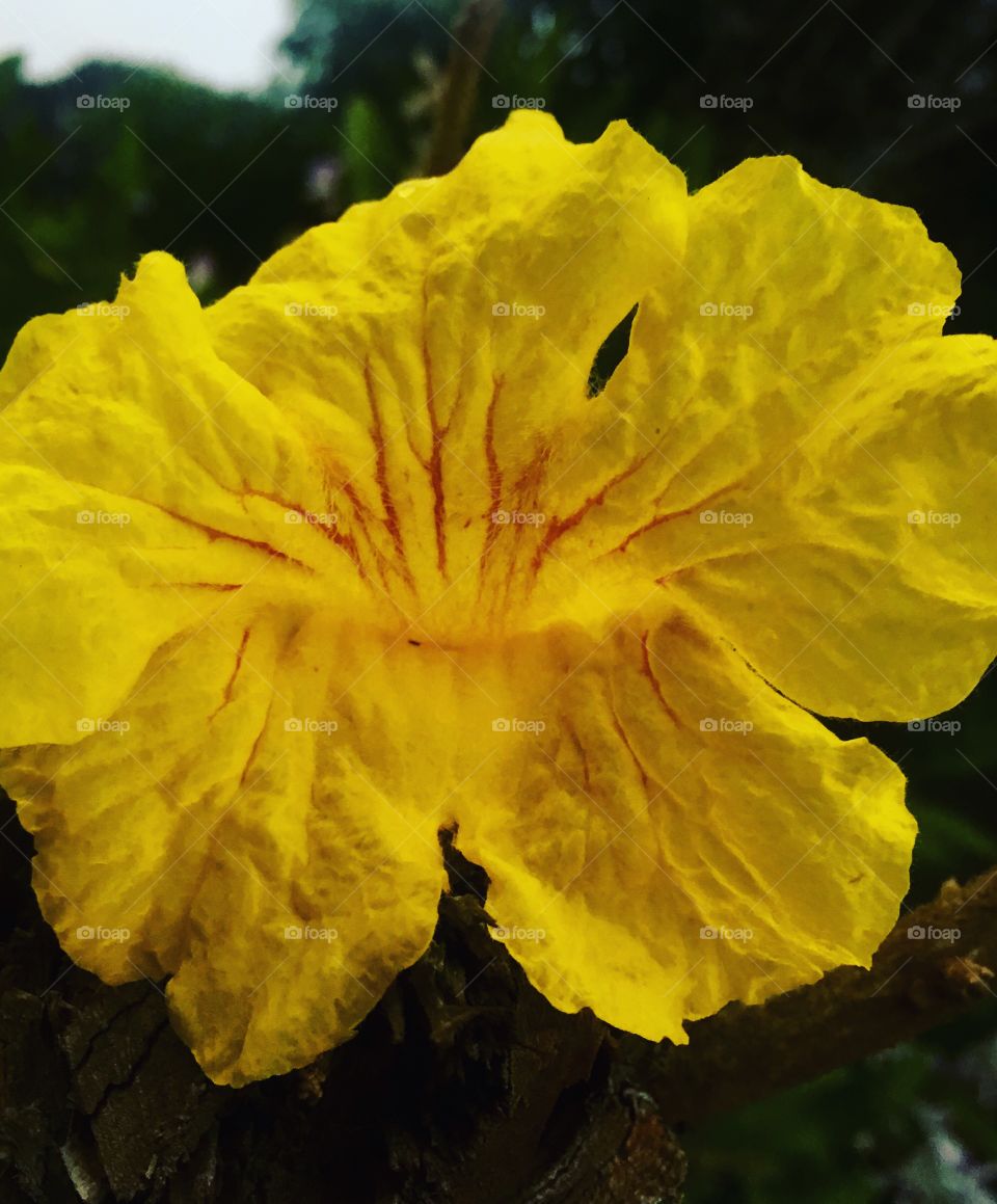 A linda flor do pé de ipê, que floresce maravilhosamente nesta época do ano. Viva a natureza!