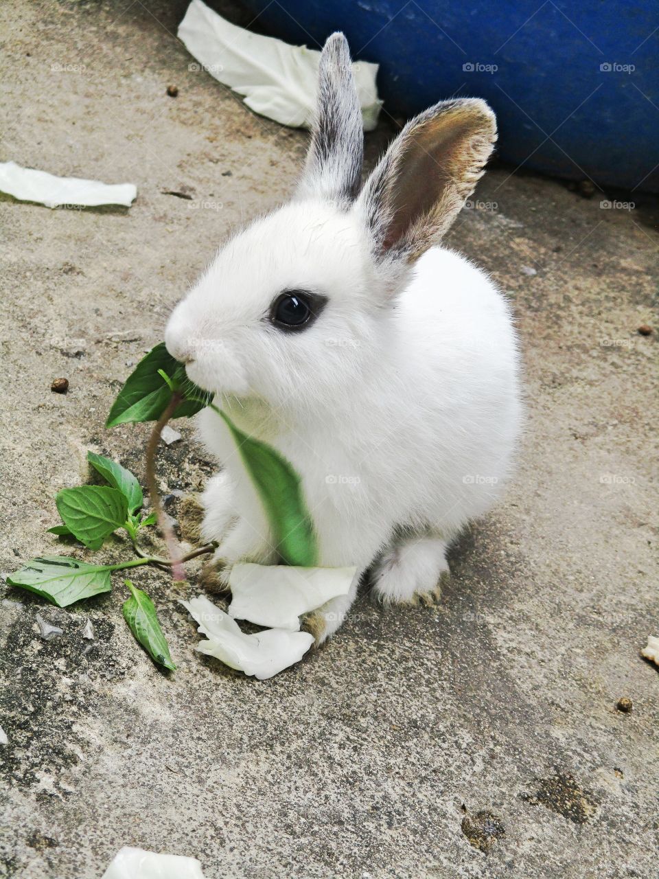 Baby rat eating plant