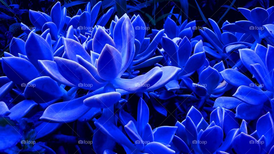 blue plants