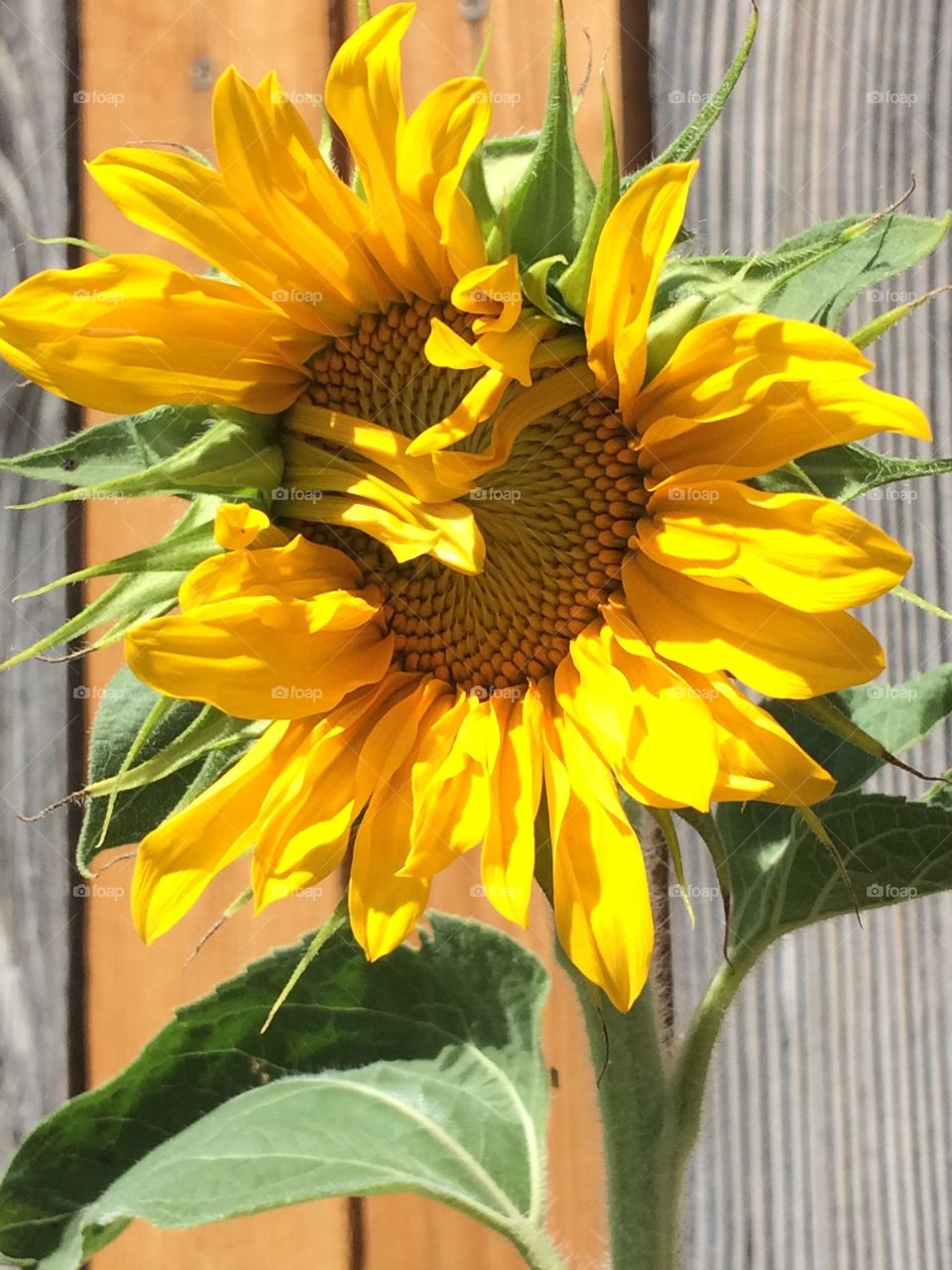 First sunflower of Summer