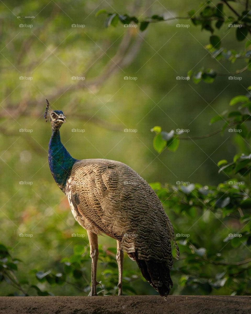 peacock