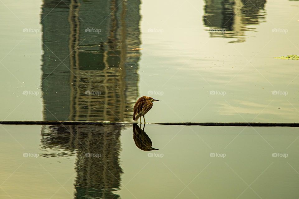 The bird and it's reflection in water .