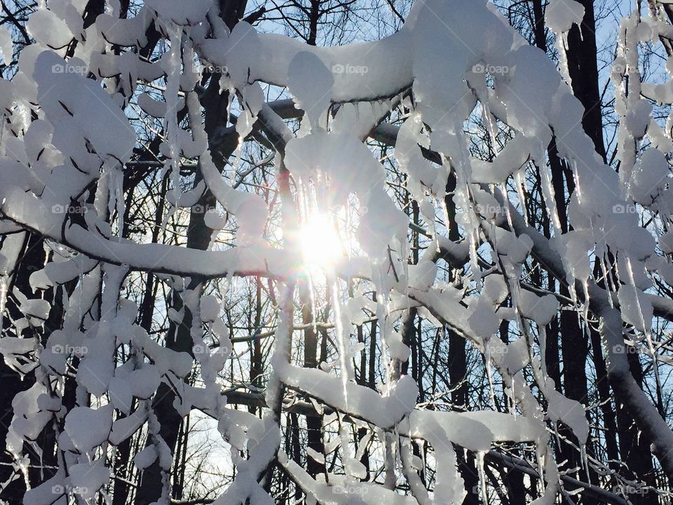 Frozen tree branches with sun shining