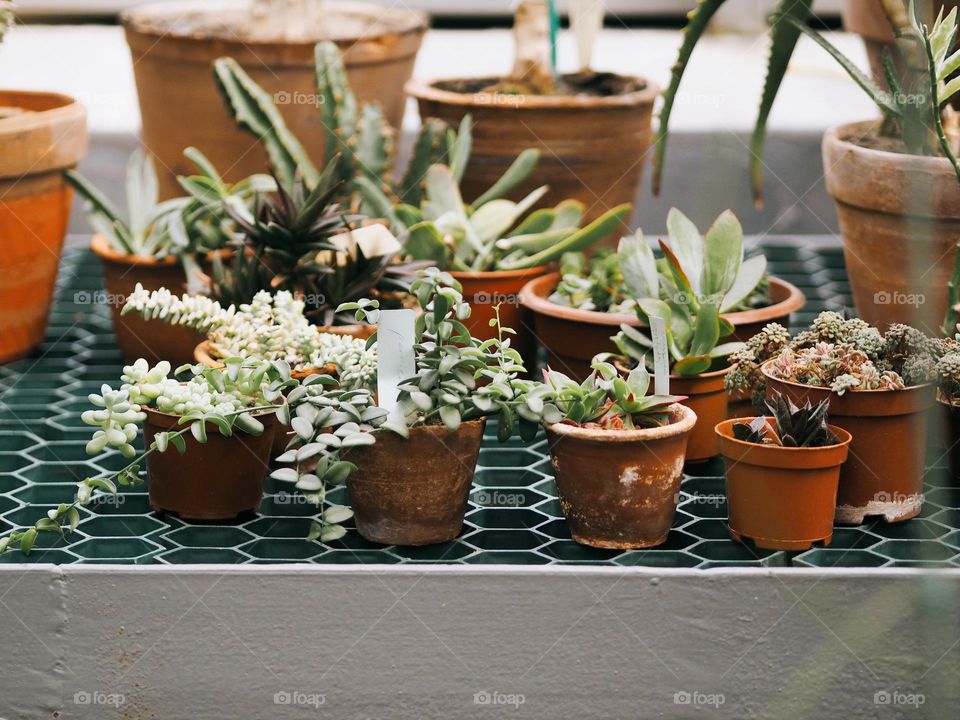 Different size plants in clay pots in botanical garden 