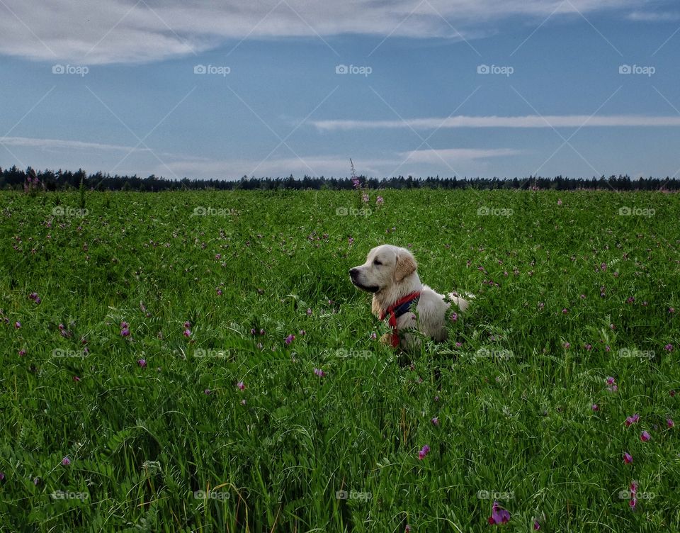 View of a dog in field