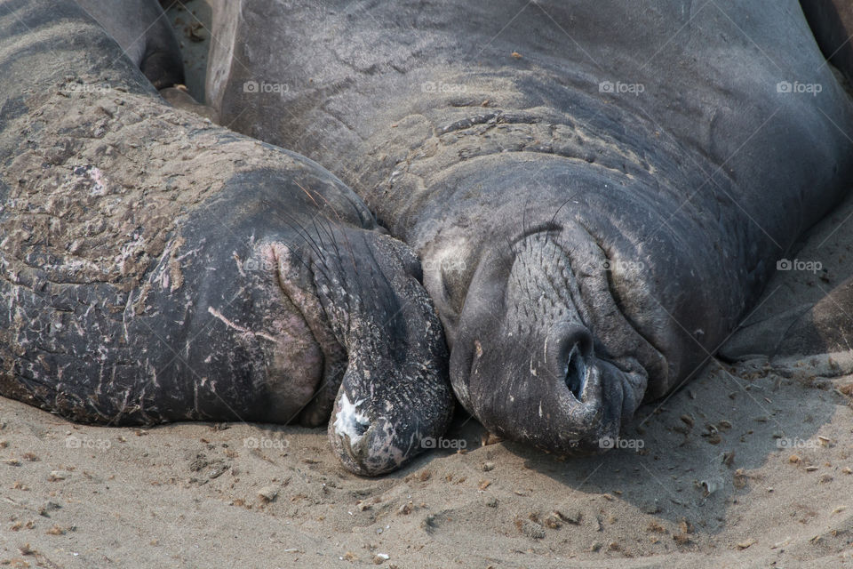 Two giant Sea elephants relaxing in the Sun. It seems as if both feel very comfortable with each other
