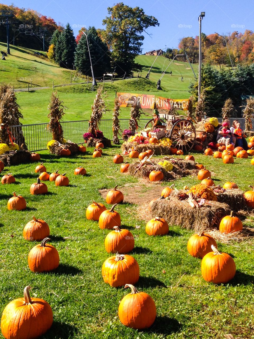 Sunny Pumpkin Patch