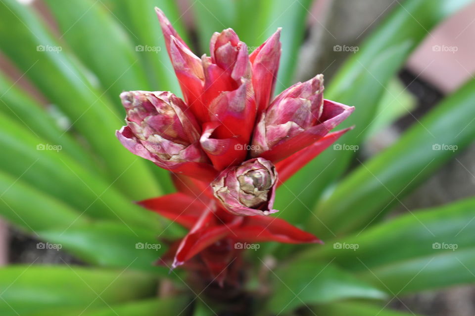 Up close shot of a red bloom of a plant