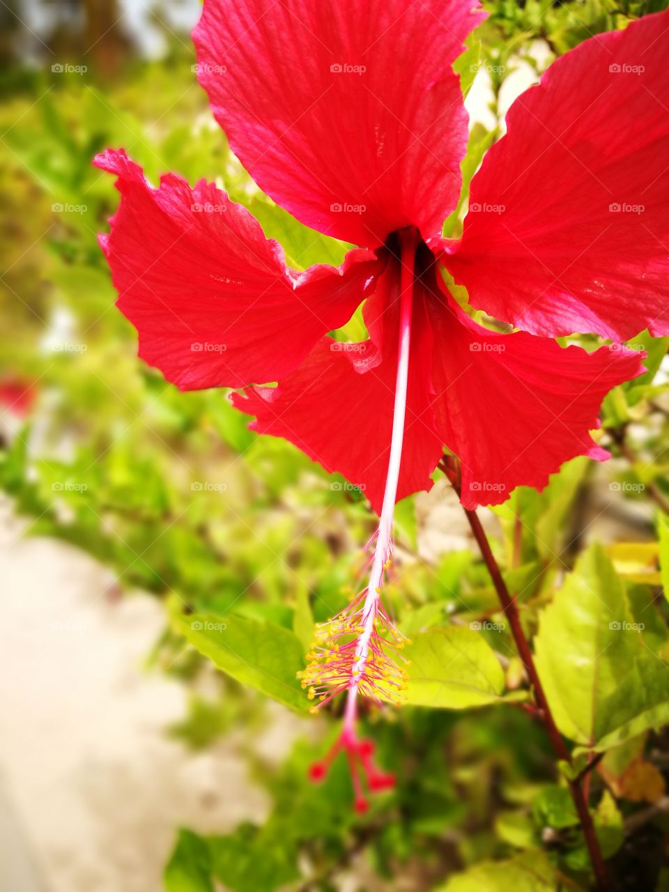 Flower red