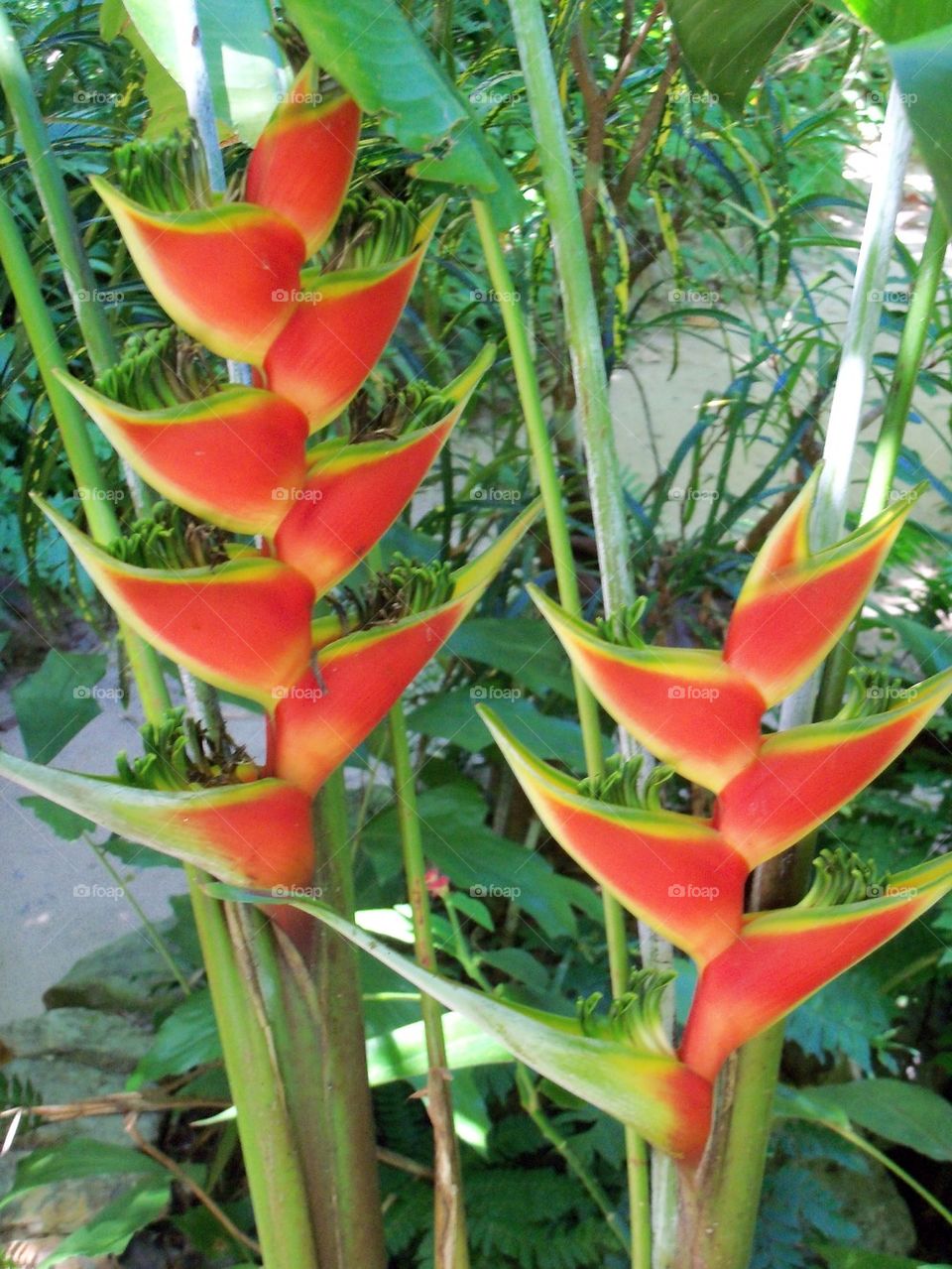 Heliconia
