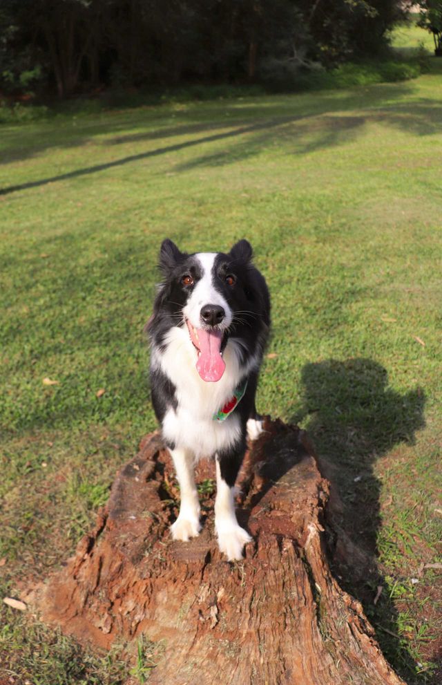 Border Collie
