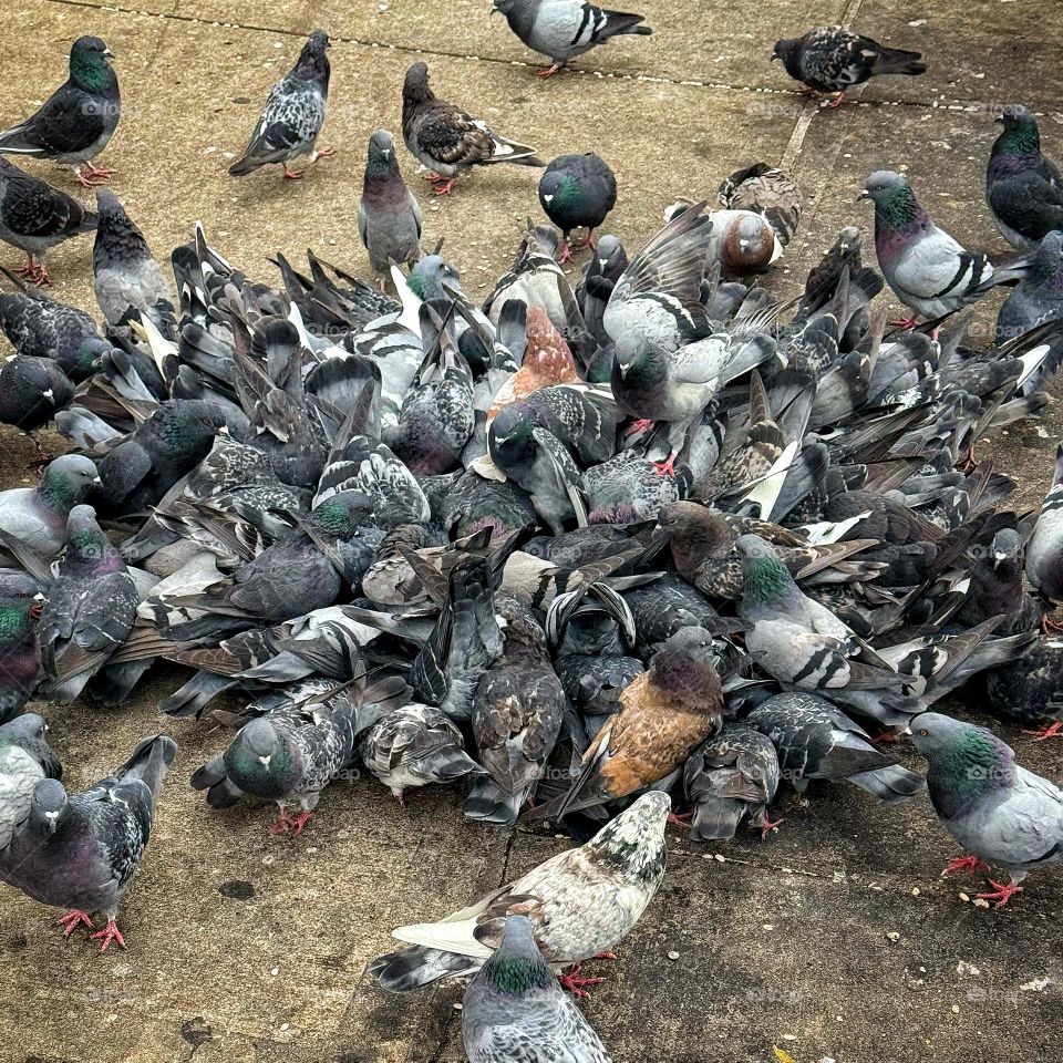 A flock of pigeons feeding on a New York City sidewalk 