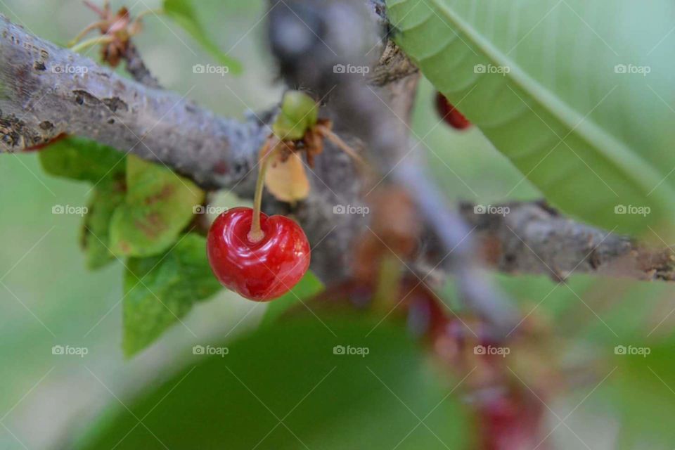 Cherry tree. garden life