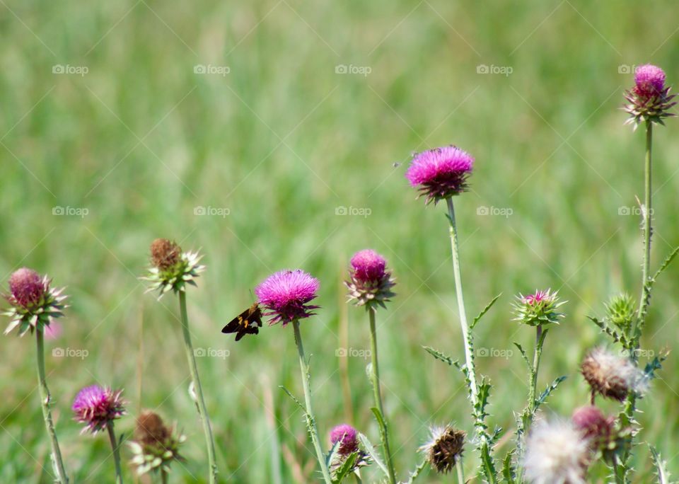 Butterflies Fly Away - a brown butterfly on Nodding Thistles in a meadow