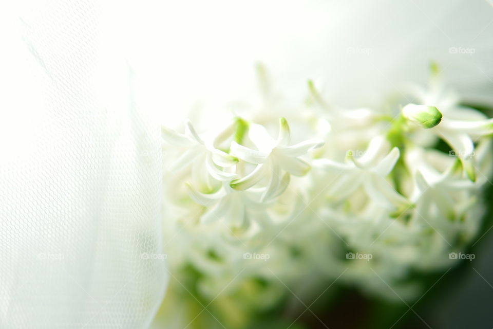 white hyacinth blossom