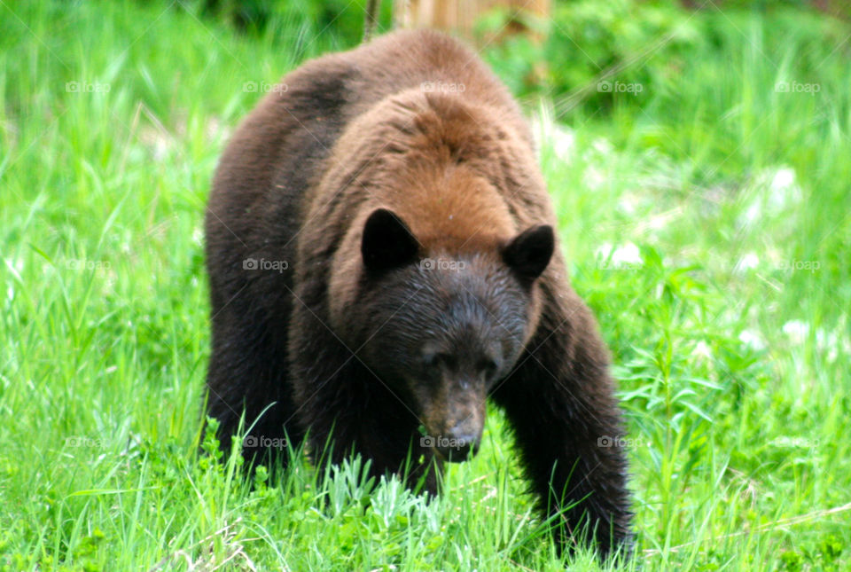 Vancouver Brown Bear