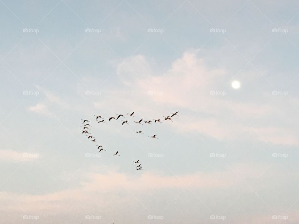 Flamingos flight in evening sky with moon 