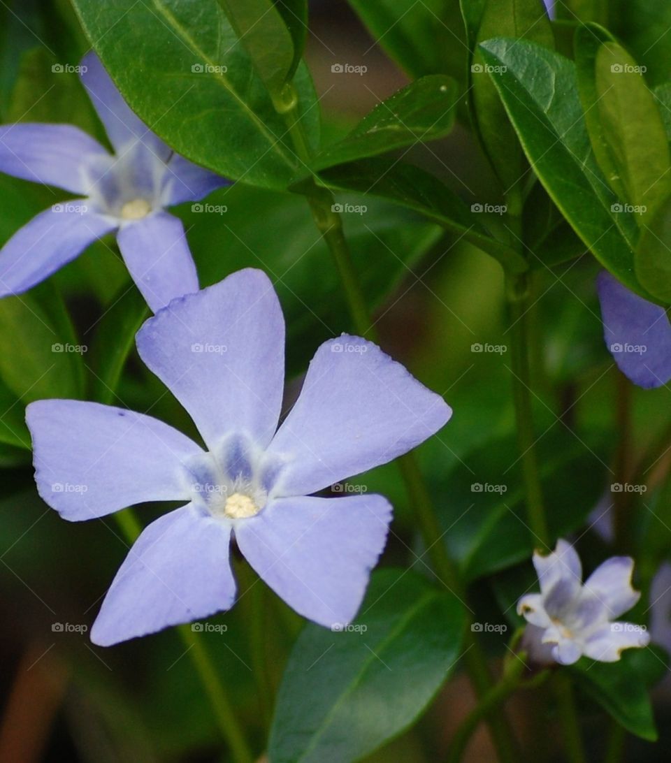 Pretty little flower 