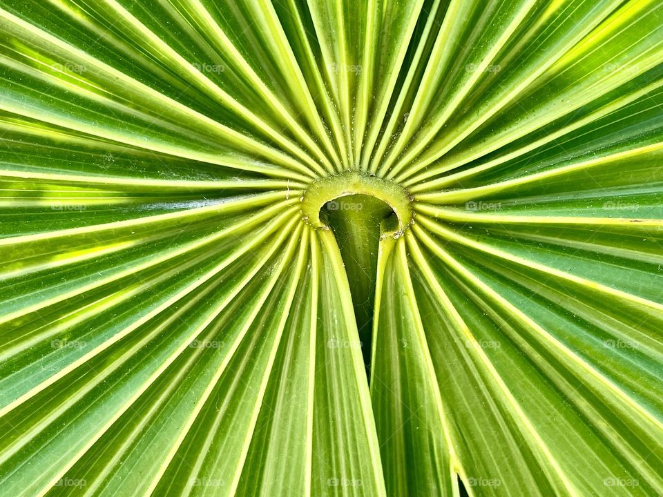 Close up of a palm leaf