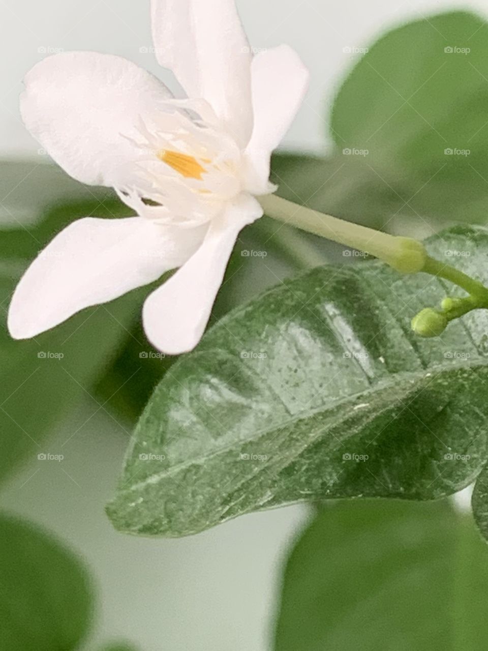 Color : white x green, my garden (Thailand)