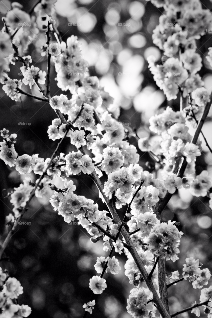 flowers light tree black and white by PhotoSpect