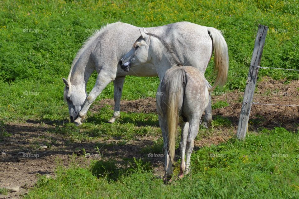 Arabians